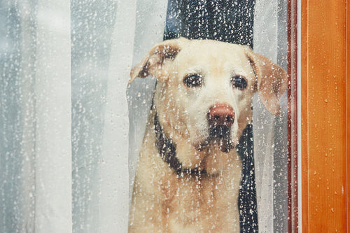Labrador retriver gleda kroz prozor