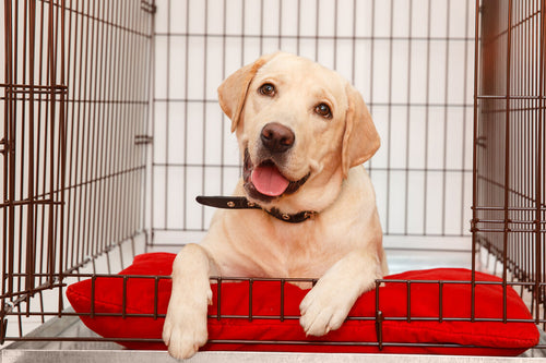 Labrador leži u kavezu na crvenom jastučiću