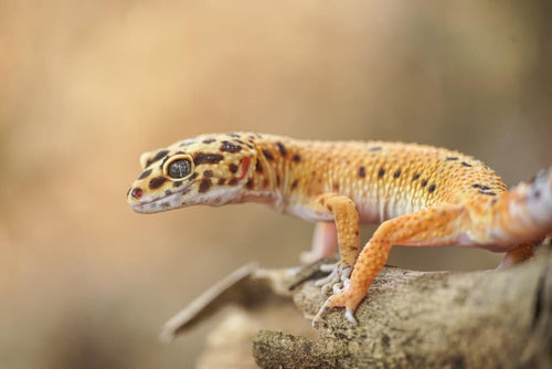 Leopard gekon u prirodi