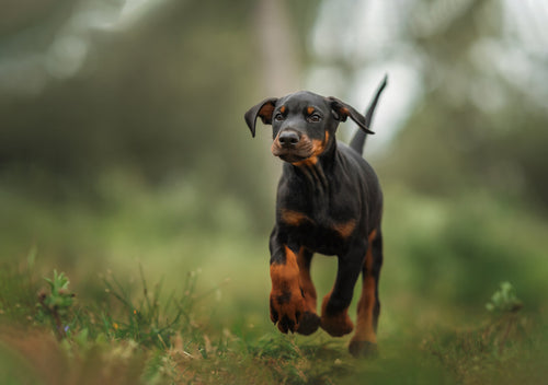 Mladi doberman hoda