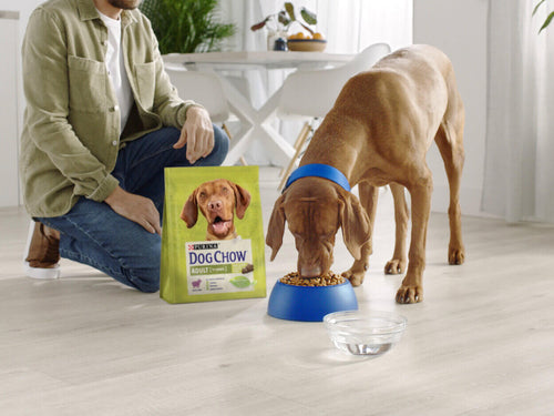 Pas jede Dog Chow hranu za pse