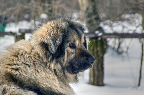 Šarplaninac gleda u daljinu