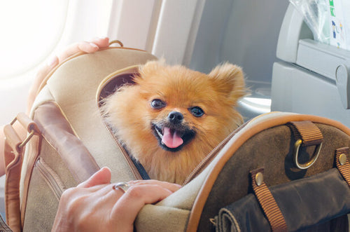 Pomeranac u torbi