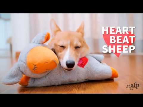 Video koji opisuje proizvod ALL FOR PAWS Little Buddy Heart Beat Sheep, za štence i mačiće, 38x23x18cm