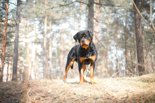 Rottweiler u šumi