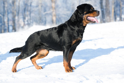 Rottweiler na snijegu