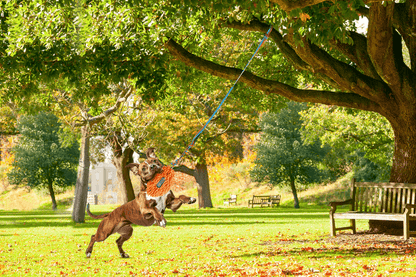 All For Paws Wag Play - TREE TUGGER