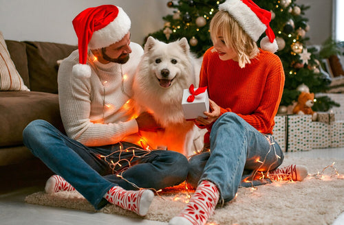 Samojed između muškarca i žene u božićnom okruženju