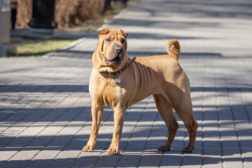 Odrasli shar pei