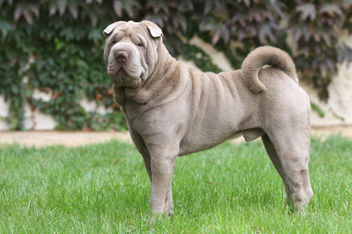 Shar pei stoji na travi