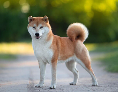 Shiba inu u prirodi