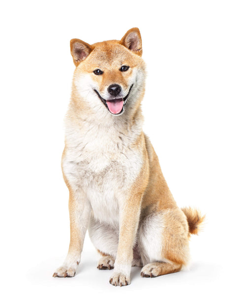 Shiba Inu