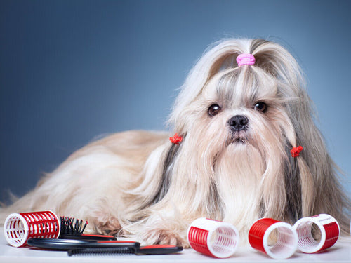 Shih tzu leži pored viklera i češljeva