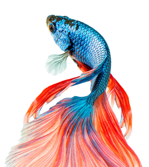 Akvaristika