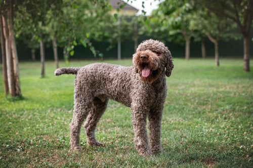 Smeđi Lagotto Romagnolo na travi