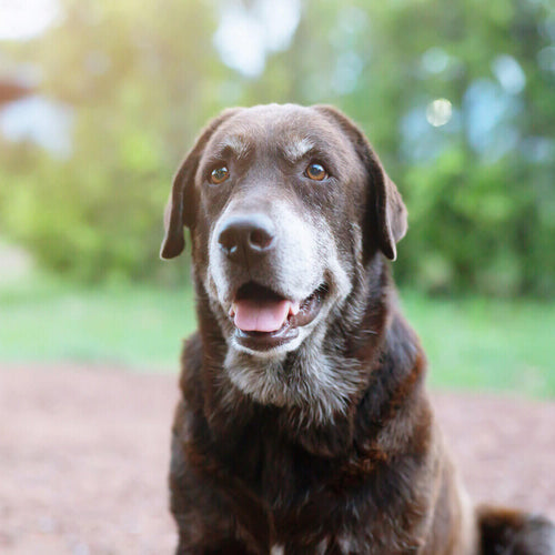 Stariji labrador u prirodi