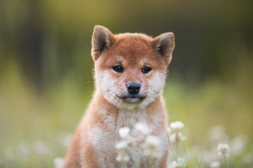 Štene Shibe inu