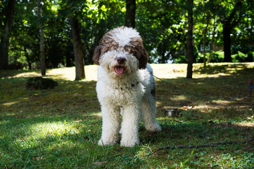 Bijelo-smeđi Lagotto Romagnolo