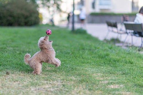 Toy pudla u igri s lopticom na travi
