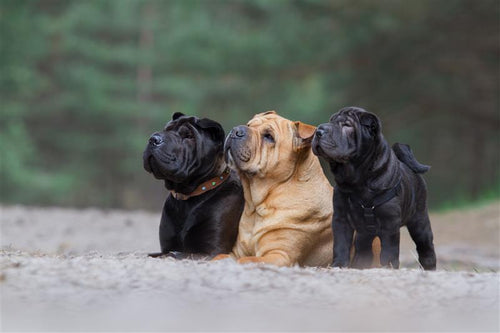 Dva crna i jedan krem shar pei