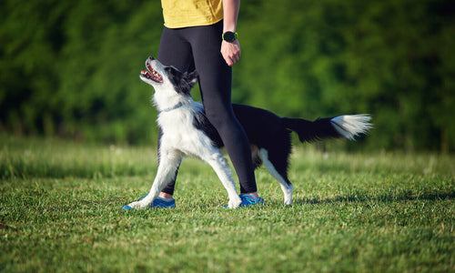 Vlasnica dresira Border Collieja