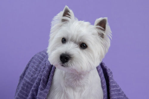 Westie ogrnut ručnikom