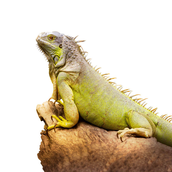 Zelena iguana