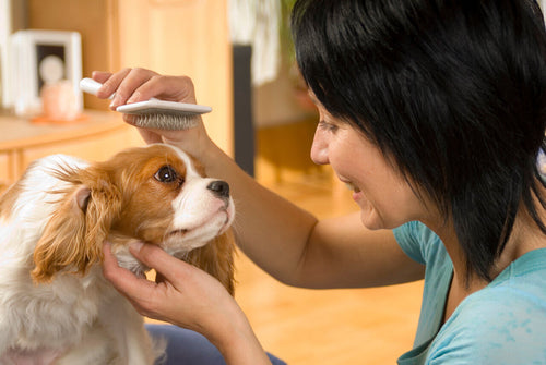 Žena četka dlaku Cavalier King Charles španijela